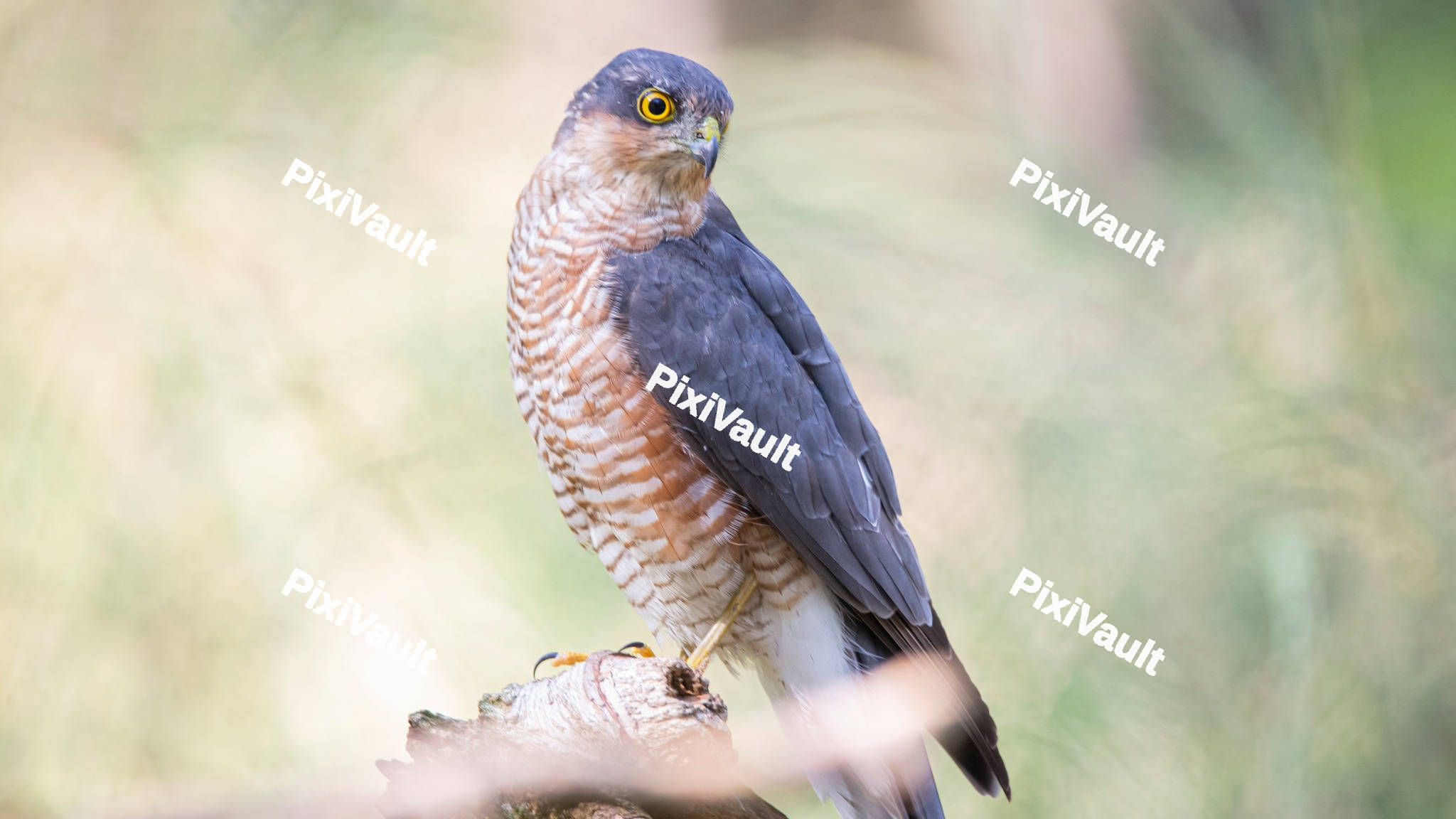 Eurasian sparrowhawk in a lake
